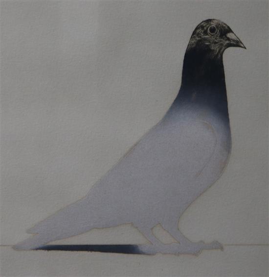 Bryan Organ, etching- artists proof, Pigeon, signed in pencil and numbered 1/14, overall 48 x 44cm